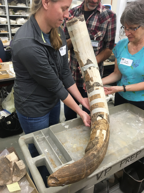 A partially reassembled mastodon tusk extracted from the site. The curvature is typical for an upper tusk from the left side. (Image: DC Fisher, Univ. Michigan Museum of Paleontology)